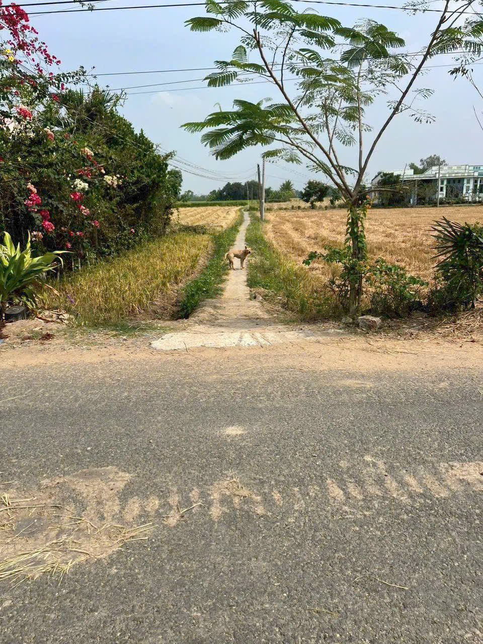 Đất thổ cư 100m2 xã Phước Tuy giá rẻ cho khách tài chính thấp 300tr/nền