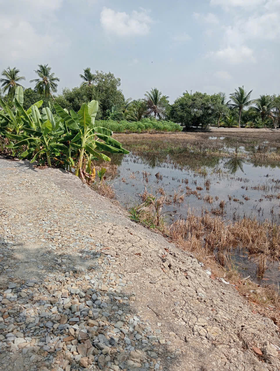 Bán lô đất dt lớn xã Hựu Thạnh , Đức Hòa tdt 5456m2 ( 197m2 thổ) giá 3,45 tỷ 2