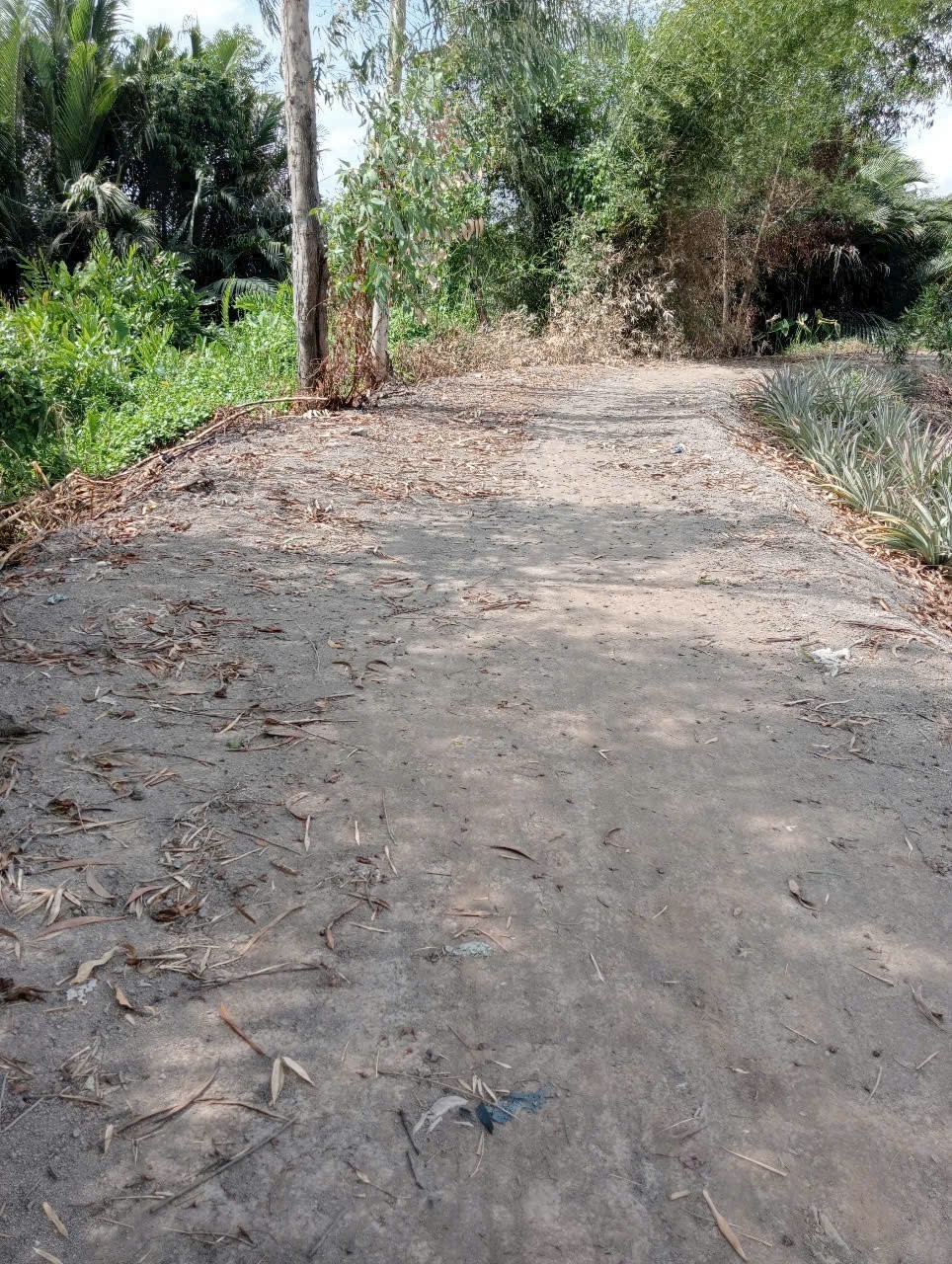 Bán lô đất dt lớn xã Hựu Thạnh , Đức Hòa tdt 5456m2 ( 197m2 thổ) giá 3,45 tỷ 3