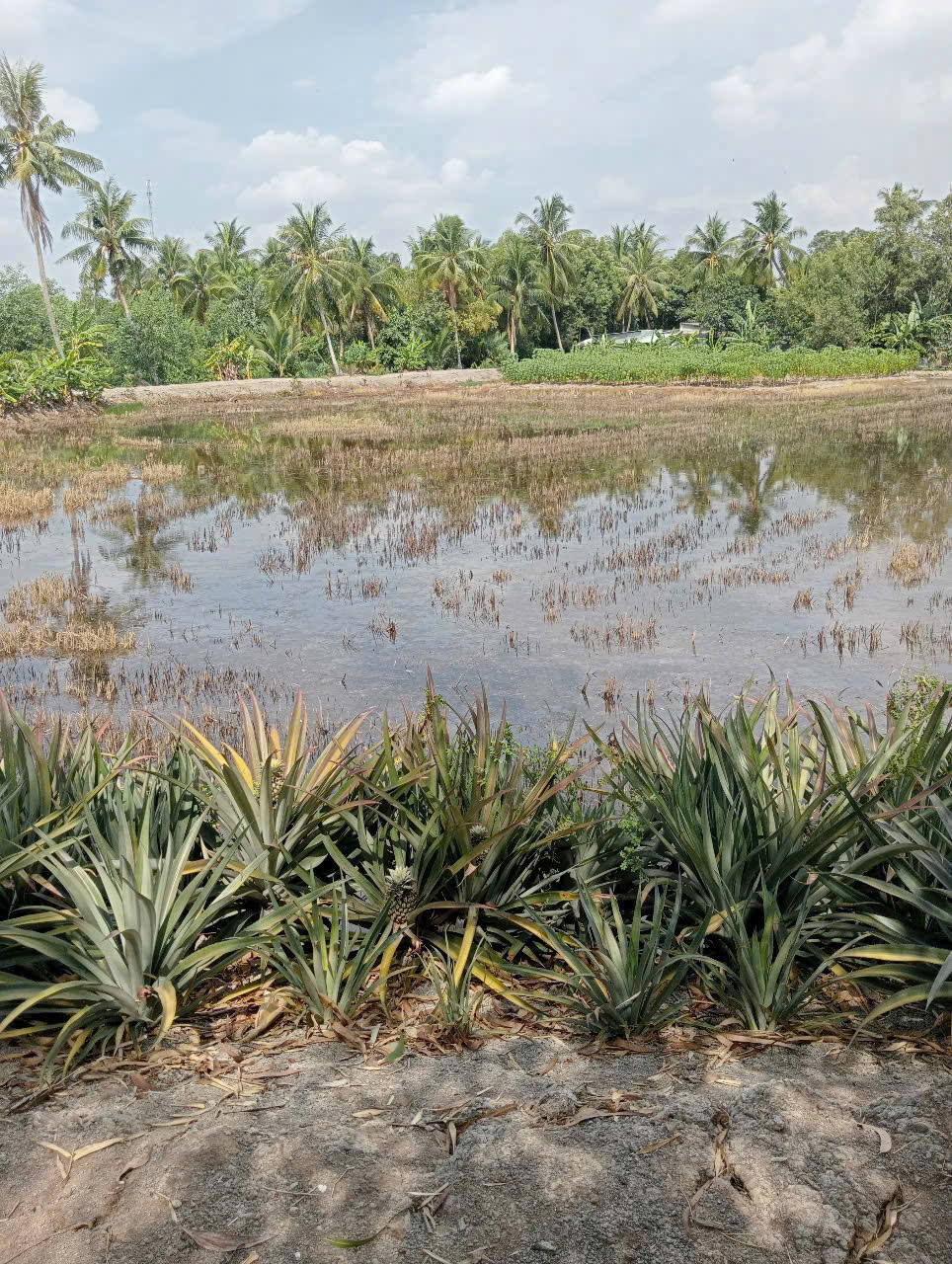 Bán lô đất dt lớn xã Hựu Thạnh , Đức Hòa tdt 5456m2 ( 197m2 thổ) giá 3,45 tỷ 4