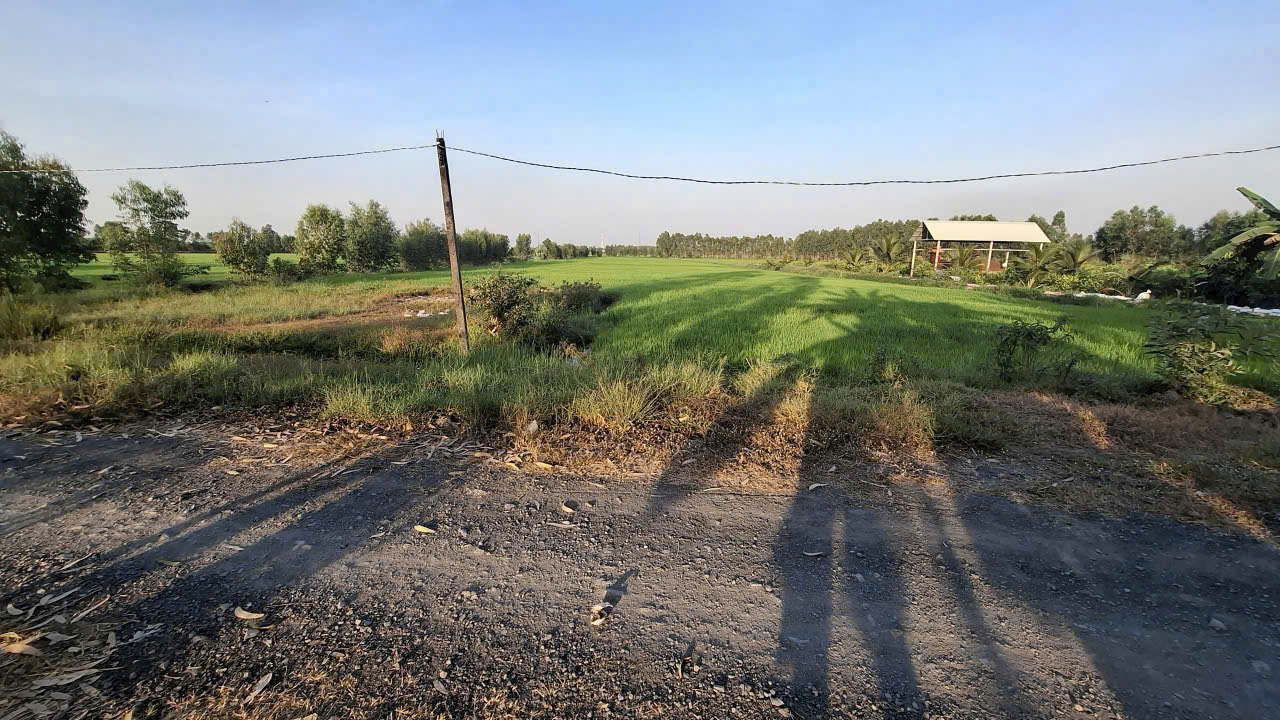 Bán đất xã Tân Phú , Đức Hòa tdt 10.075m2 ( 300m2 thổ ) đường đá xanh 7m giá 5,5 tỷ 3