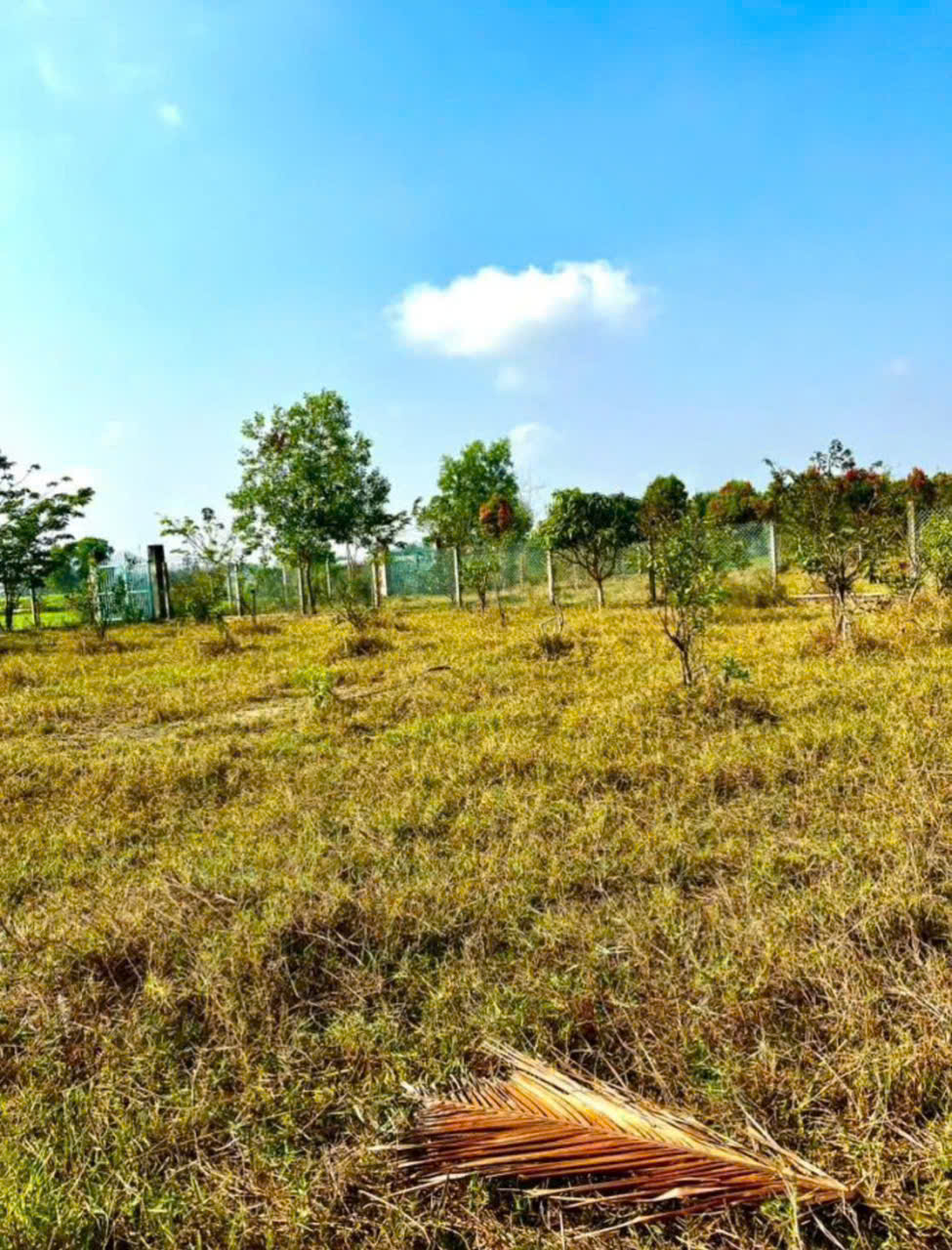 Bán gấp lô đất xã Hiệp Hòa tdt 6500m2 ( 300m2 thổ ) đường đá xanh 5m giá 5,5 tỷ 4