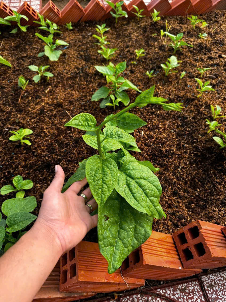 Bán nhà vườn thị trấn Bến Lức tdt 1191m2 đầy đủ tiện nghi giá 4,2 tỷ 7