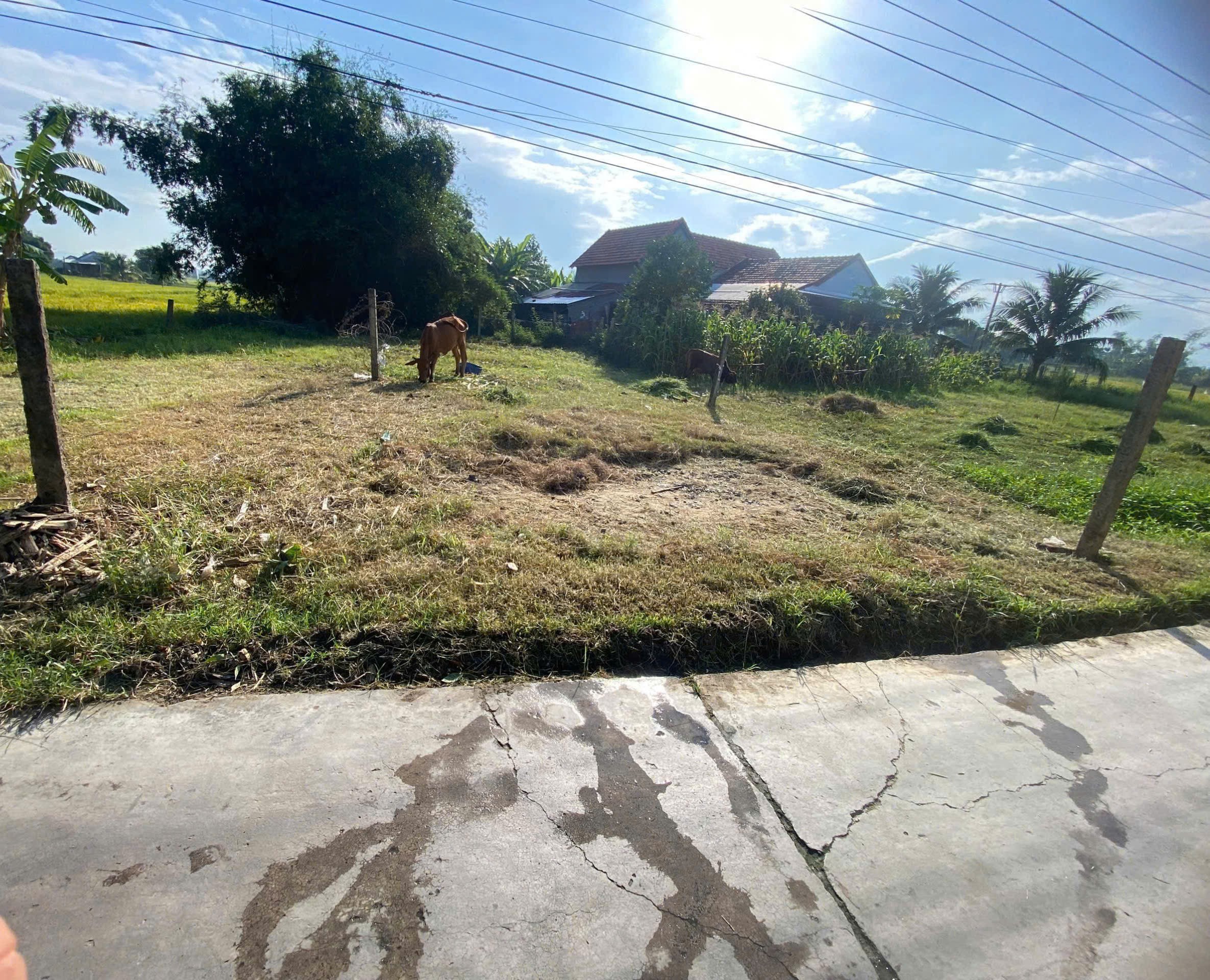 Cần bán Đất đường 1, Xã Ninh Phụng, Diện tích 159m², Giá 470 Triệu 6