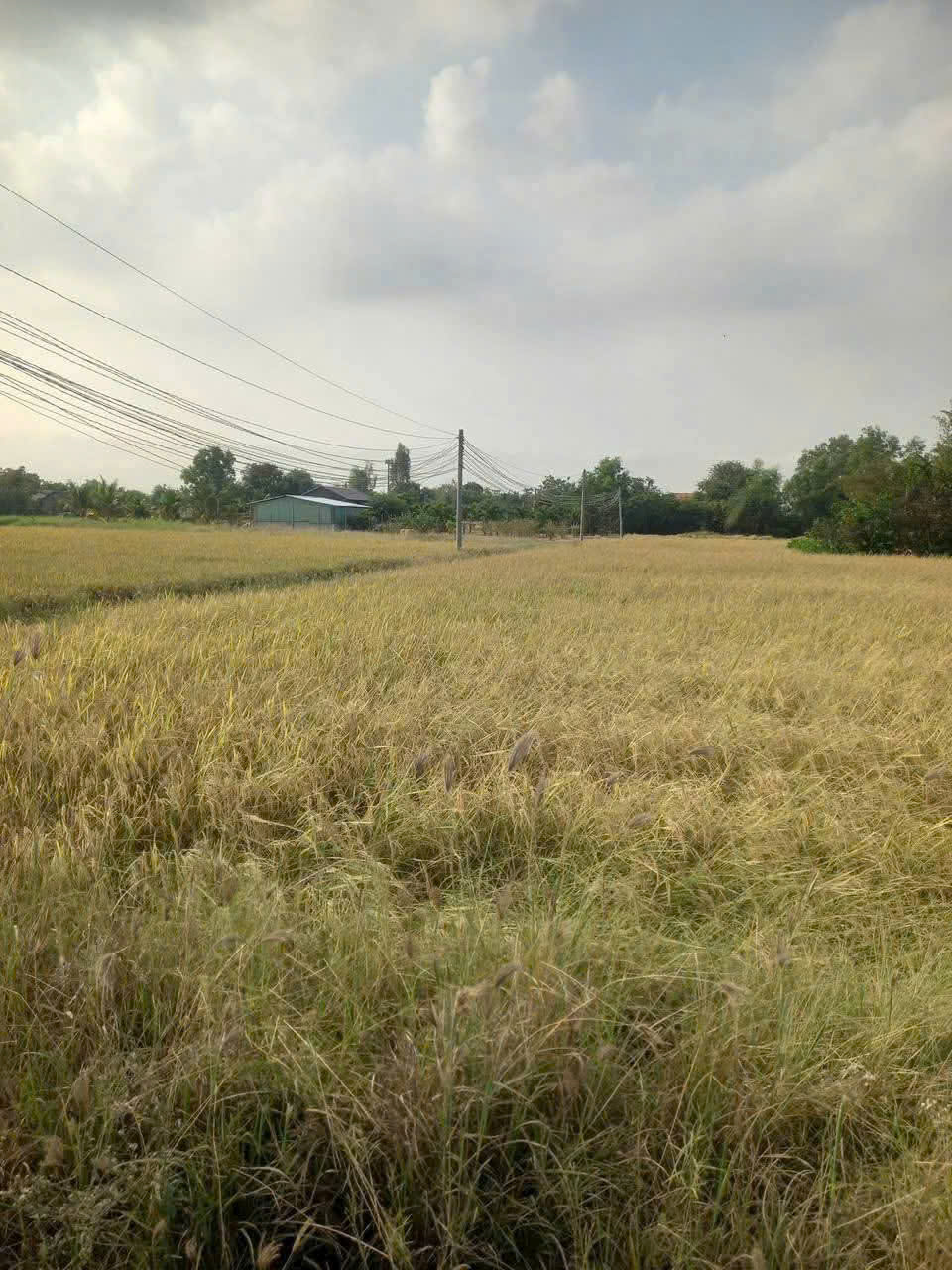 Bán đất thổ cư full đường xe tải xã Phước Đông , Cần Đước dt 1000m2 giá 3,5 tỷ