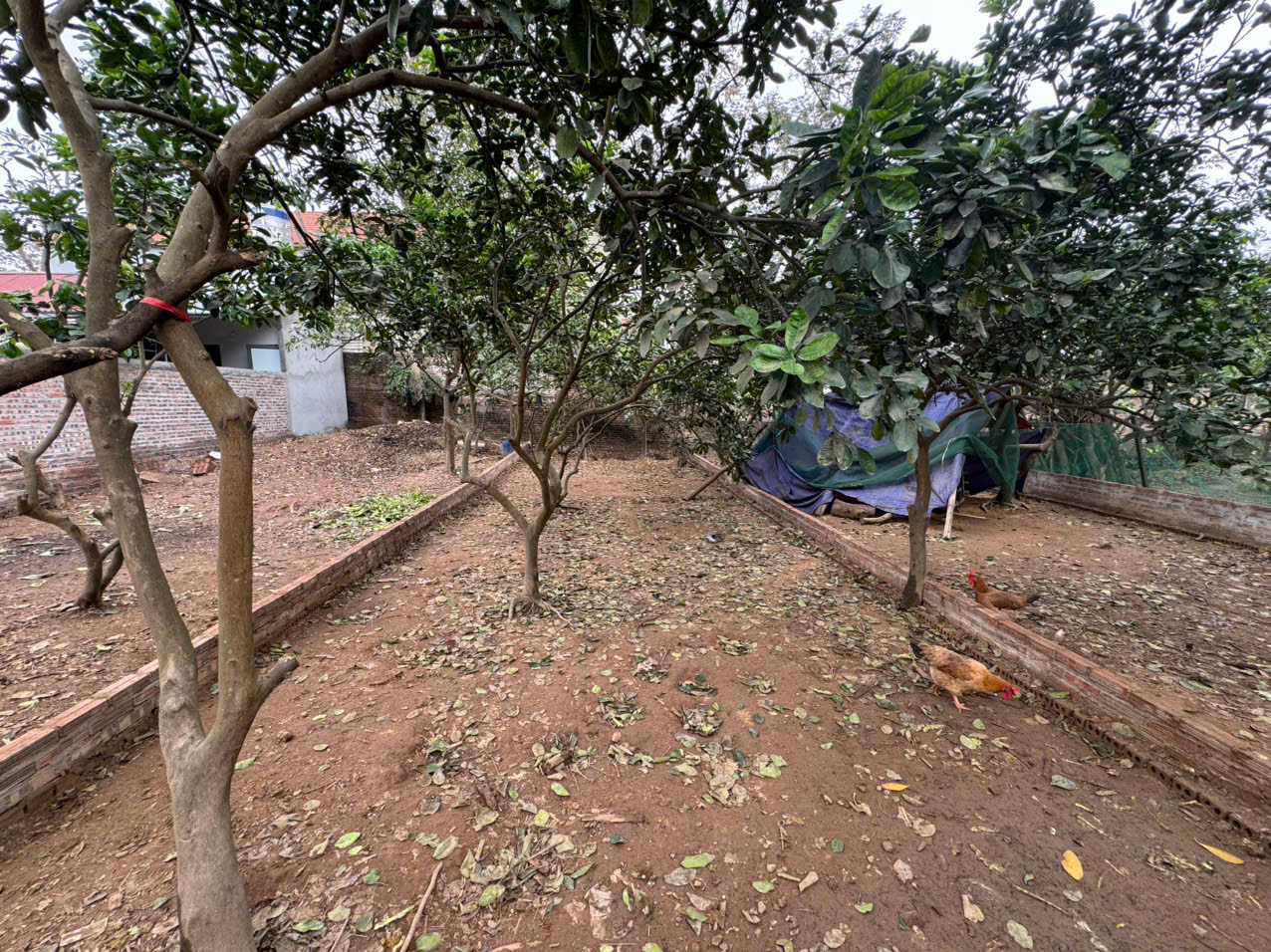 Đất vàng Quang Minh, sát khu công nghiệp và đường Võ Văn Kiệt. DT 98m, giá 4,65 tỷ 3