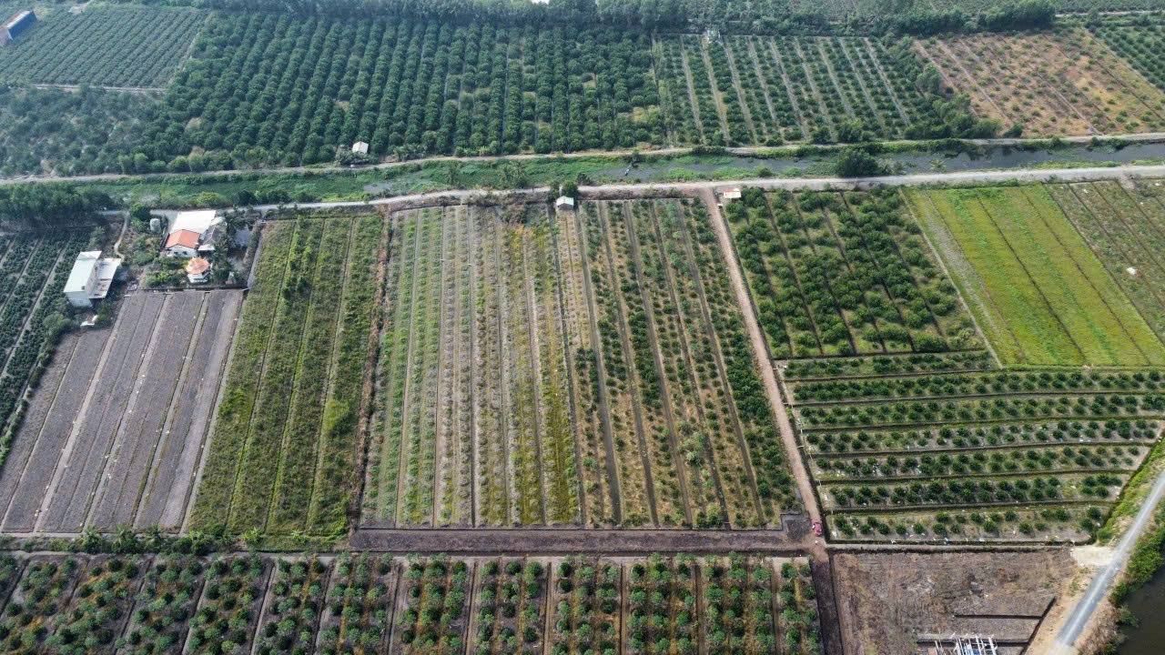 Bán đất thổ vườn đường đá xanh xe hơi Thạnh Hòa, Bến Lức tdt 16000m2 ( 2063m2 thổ) giá 15 tỷ 3