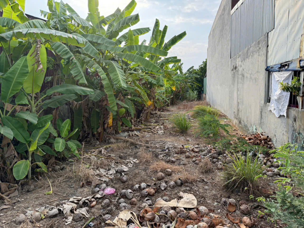 Bán đất thổ lúa mặt tiền ĐT 824 , ấp 8 , Lương Hòa, Bến Lức dt 320m2 ( 130m2 thổ) giá 8,4 tỷ 5