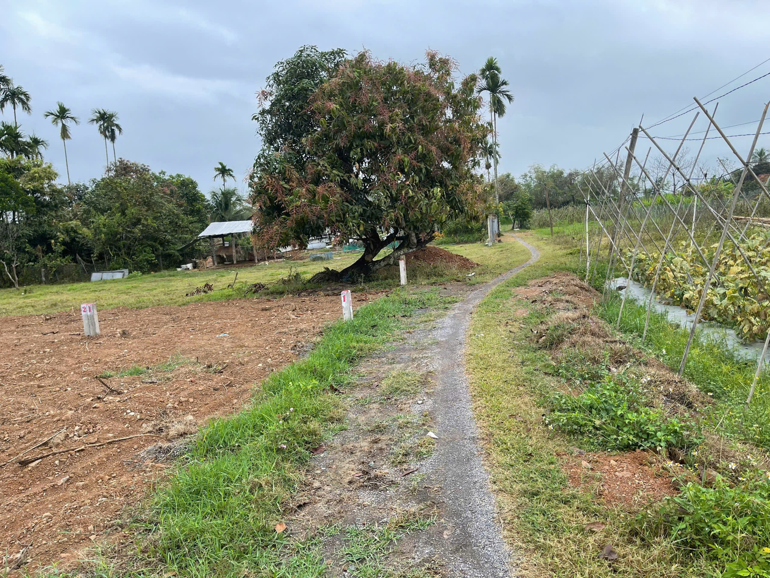 Cần bán Đất Xã Ninh Trung, Ninh Hòa, Diện tích 120m², Giá 250 Triệu 4