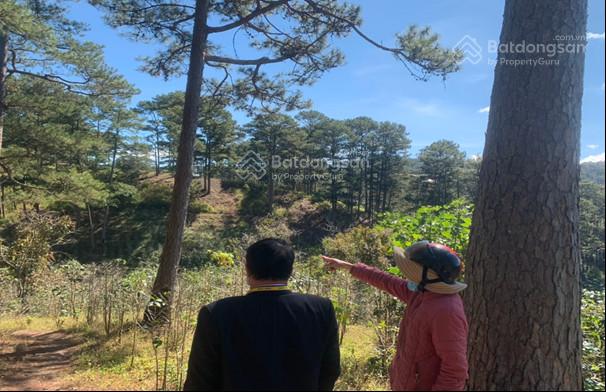 Cho thuê 10.600m2 đất vườn cafe Sim Tím MT QL20, HXH Đà Lạt 2