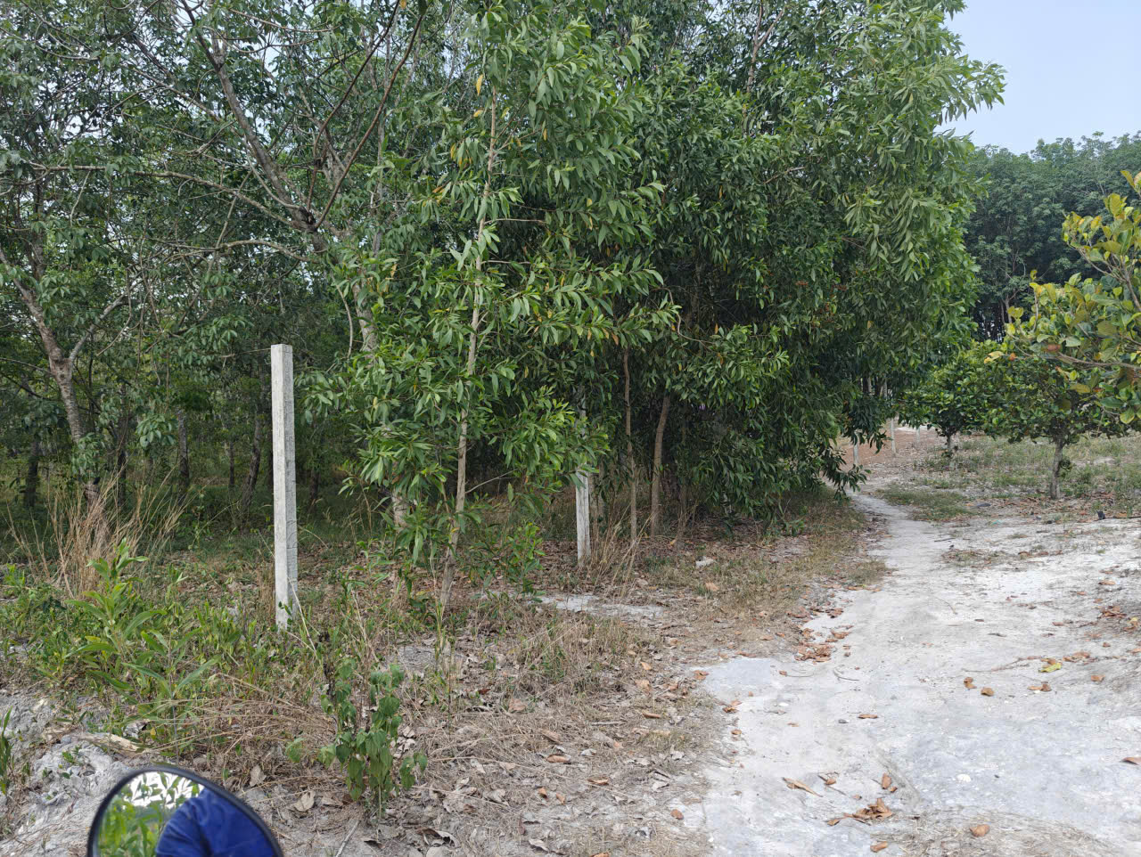 Cho thuê đất SKC chính chủ đã tách 5 sổ hồng giá 9,9 triệu/tháng