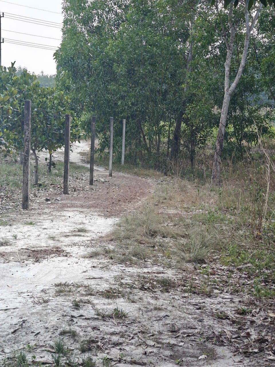 Cho thuê đất SKC chính chủ đã tách 5 sổ hồng giá 9,9 triệu/tháng 9