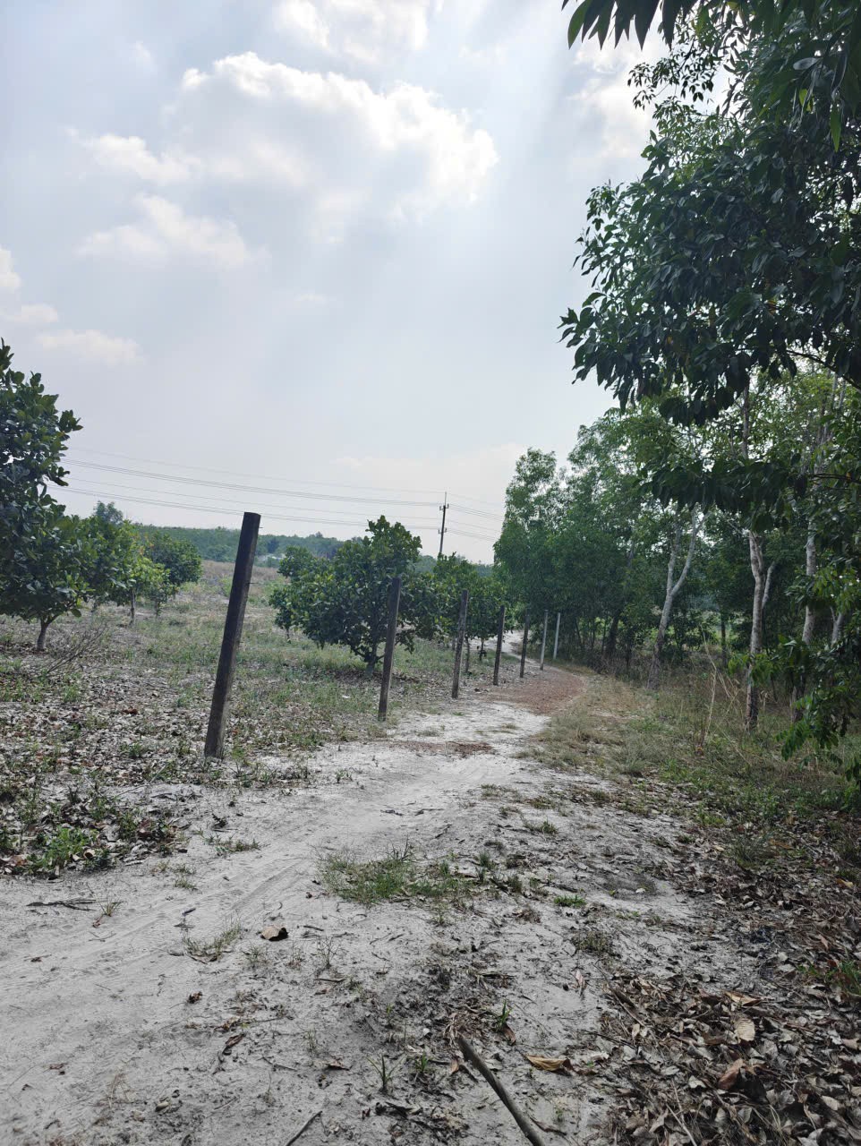 Cho thuê đất SKC chính chủ đã tách 5 sổ hồng giá 9,9 triệu/tháng 10