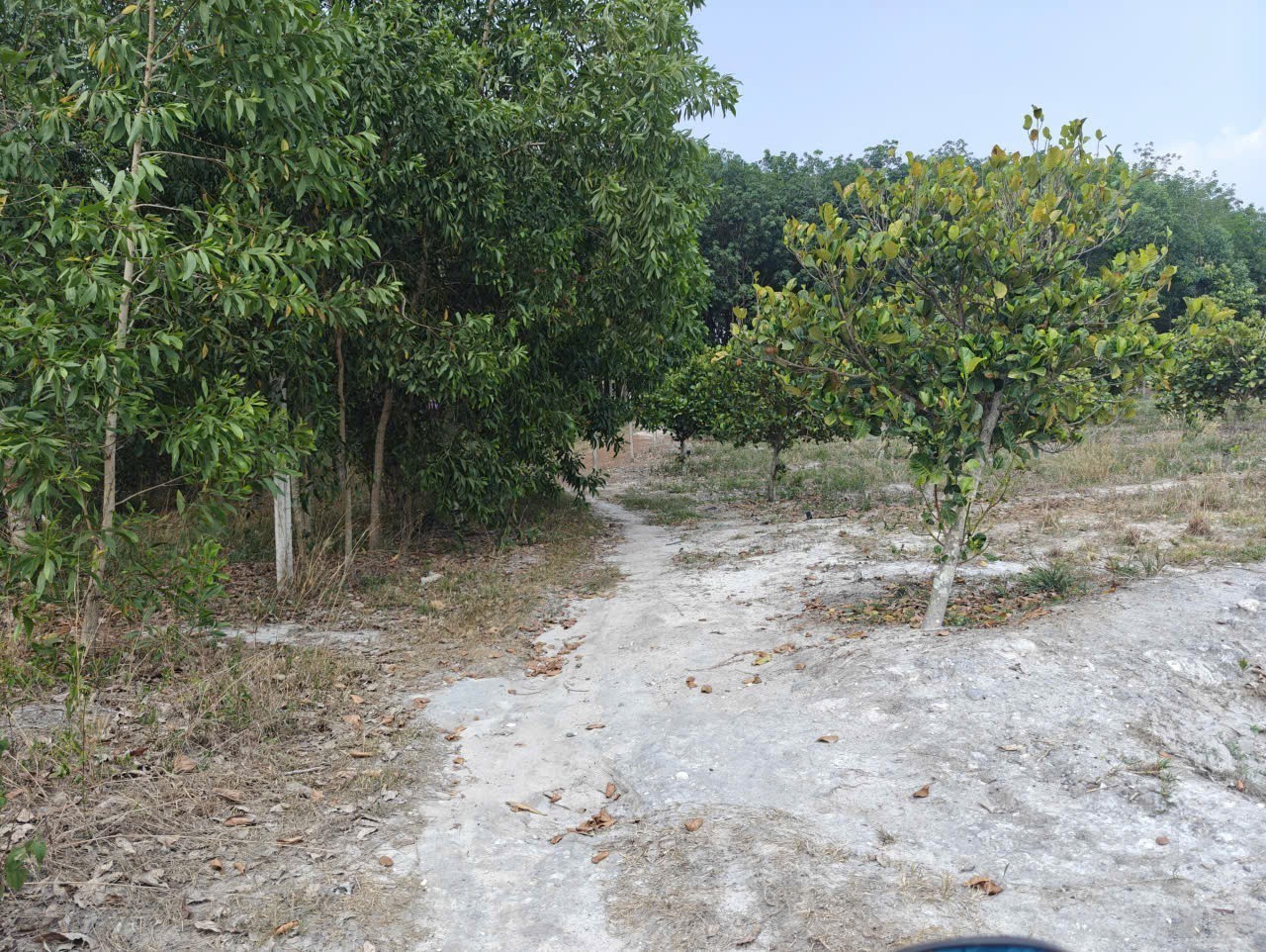 Cho thuê đất SKC chính chủ đã tách 5 sổ hồng giá 9,9 triệu/tháng 11