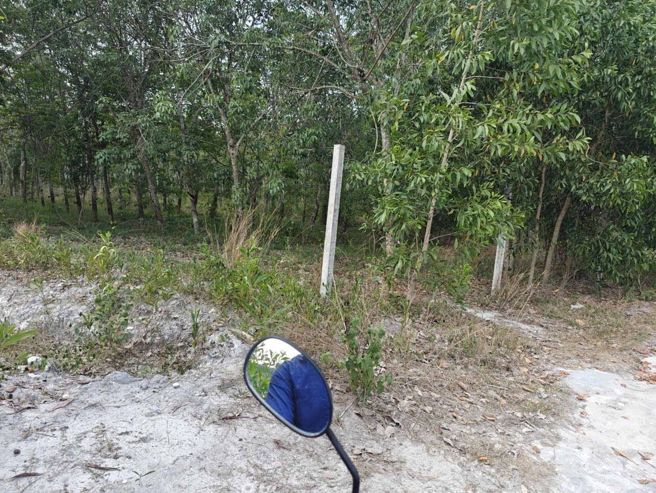 Cho thuê đất SKC chính chủ đã tách 5 sổ hồng giá 9,9 triệu/tháng 12