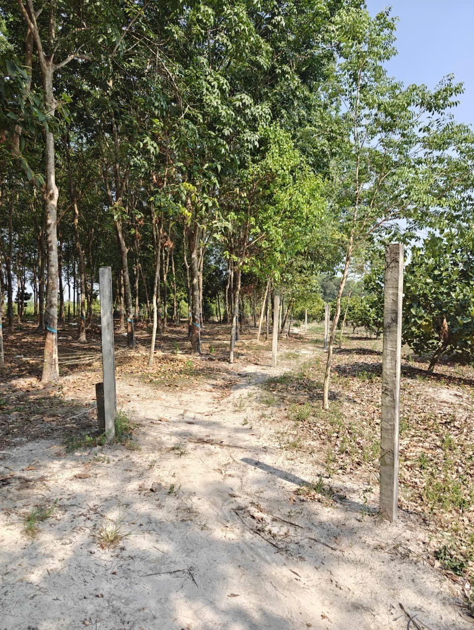 Cho thuê đất SKC chính chủ đã tách 5 sổ hồng giá 9,9 triệu/tháng 2