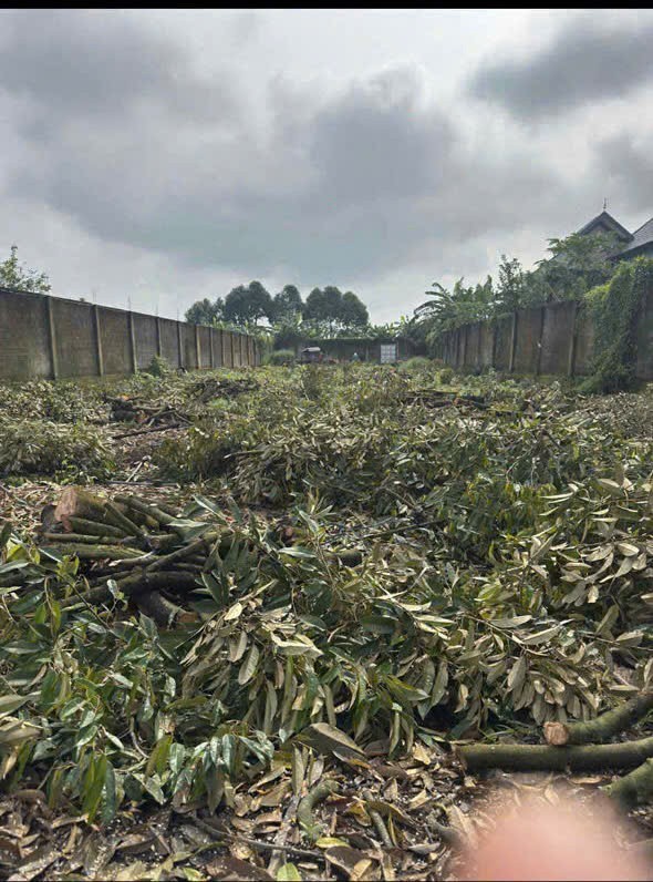 Chính Chủ Bán 300m2 Đất Full Thổ Cư Tại Xã Phú Bình, Huyện Tân Phú, Đồng Nai 2