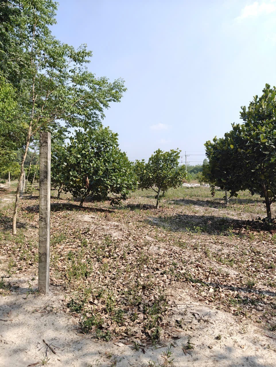 Cho thuê đất SKC chính chủ đã tách 5 sổ hồng giá 9,9 triệu/tháng 4