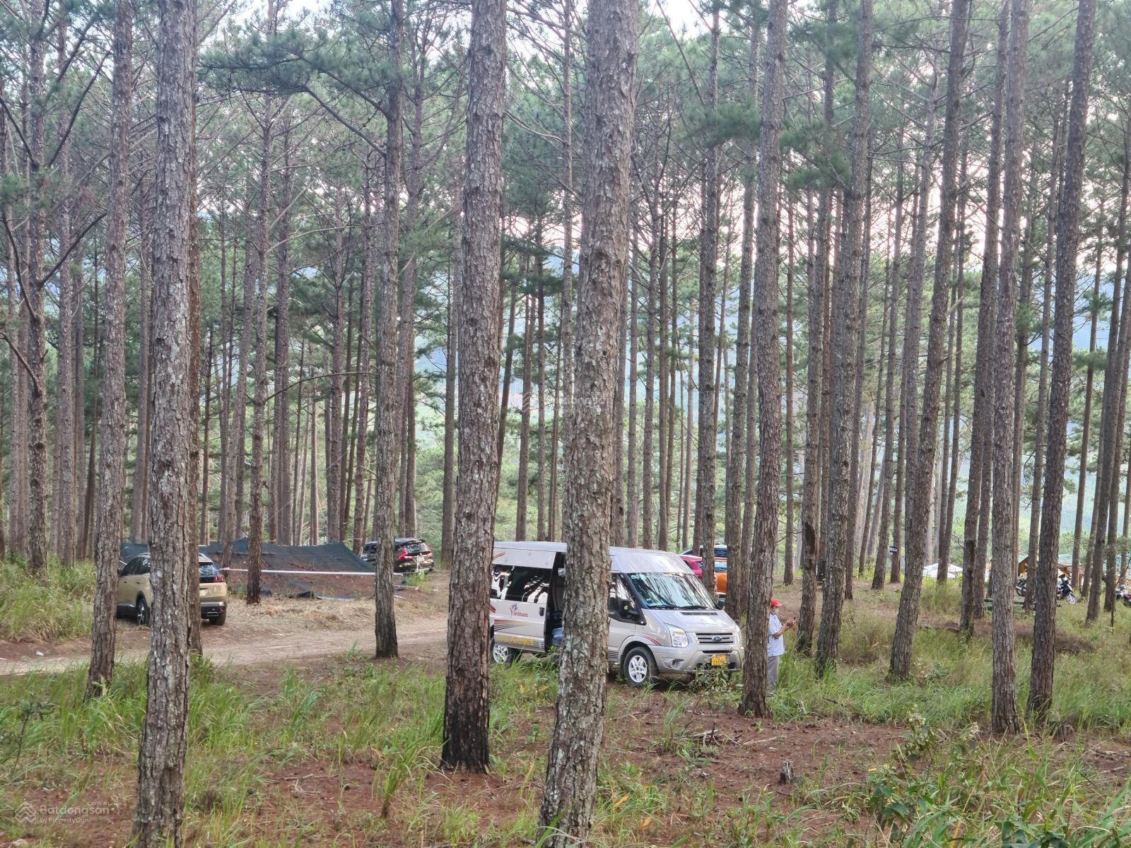 Cho thuê 10.600m2 đất vườn cafe Sim Tím MT QL20, HXH Đà Lạt 6