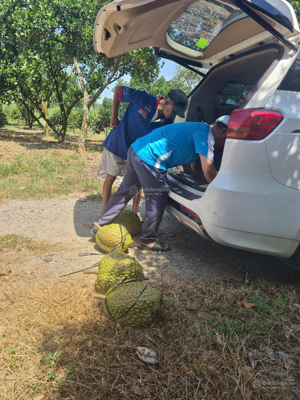 Cho thuê đất trống CLN tại xã An Long, TP. HCM, diện tích 4,5ha 7