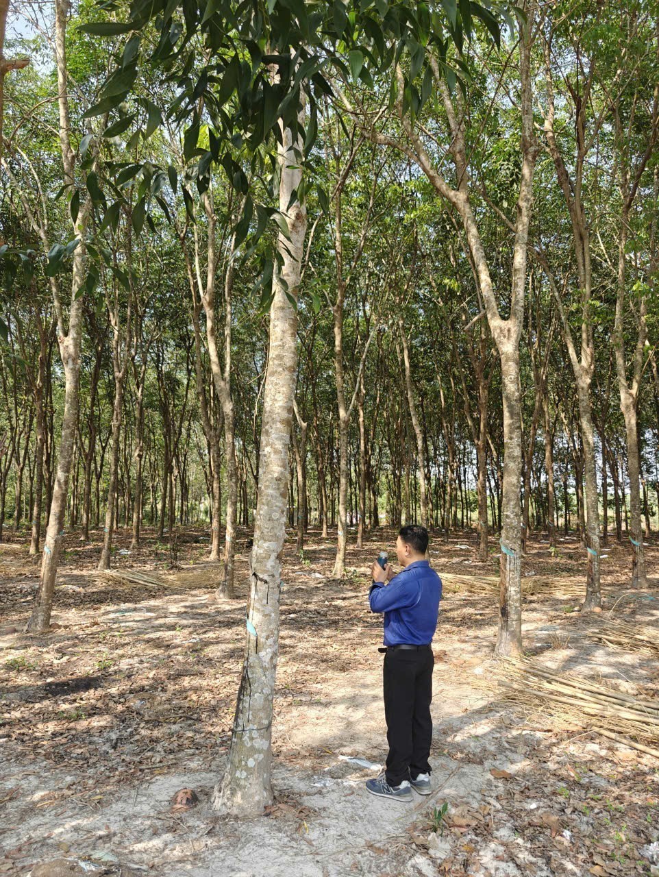 Cho thuê đất SKC chính chủ đã tách 5 sổ hồng giá 9,9 triệu/tháng 5