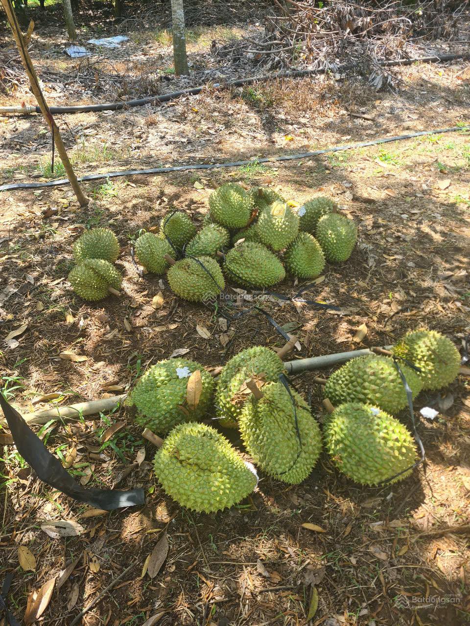 Cho thuê đất trống CLN tại xã An Long, TP. HCM, diện tích 4,5ha 8