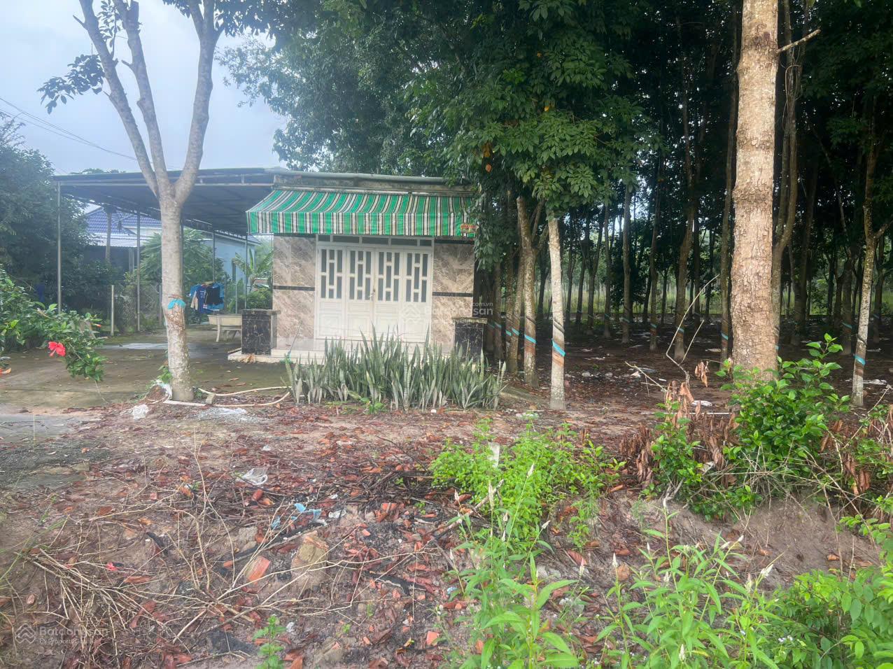 Cho thuê 4.240m2 đất thổ cư đường DT741C rộng 22m có nhà mặt tiền 80m 8