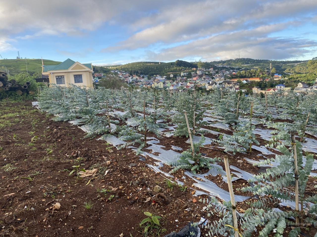 Cho thuê 10.600m2 đất vườn cafe Sim Tím MT QL20, HXH Đà Lạt 8