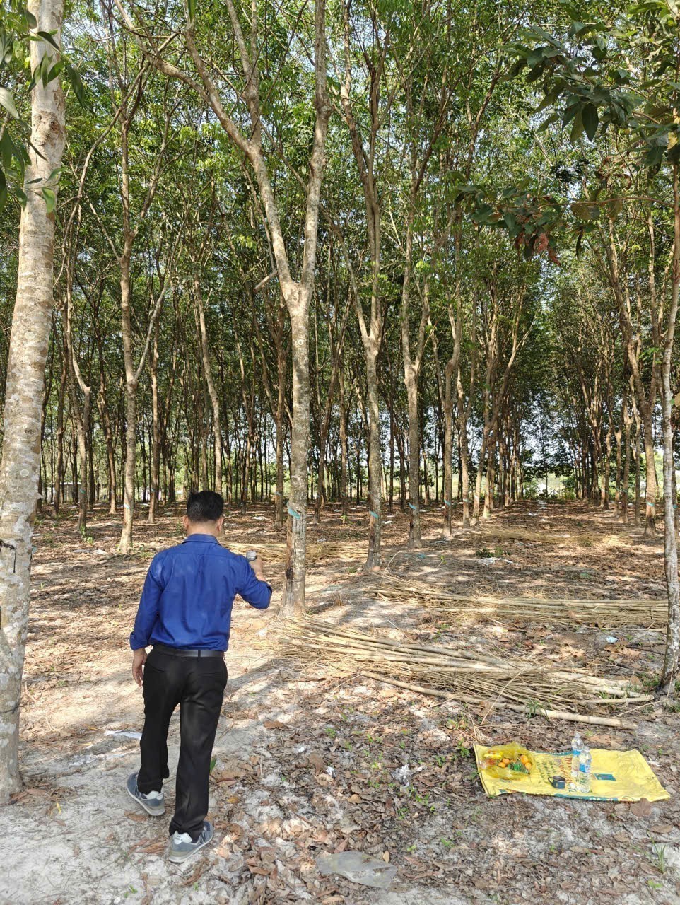 Cho thuê đất SKC chính chủ đã tách 5 sổ hồng giá 9,9 triệu/tháng 6