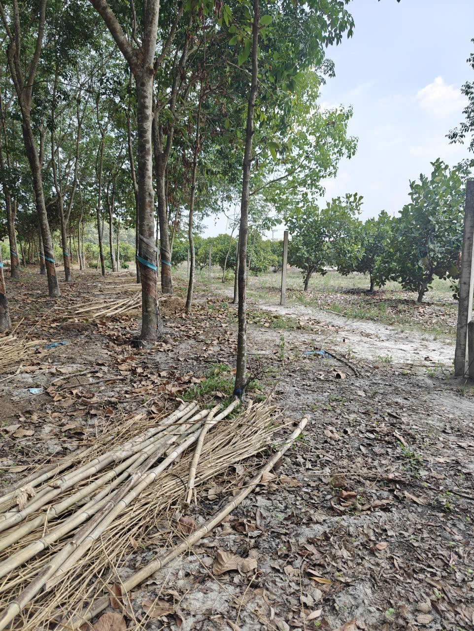 Cho thuê đất SKC chính chủ đã tách 5 sổ hồng giá 9,9 triệu/tháng 7