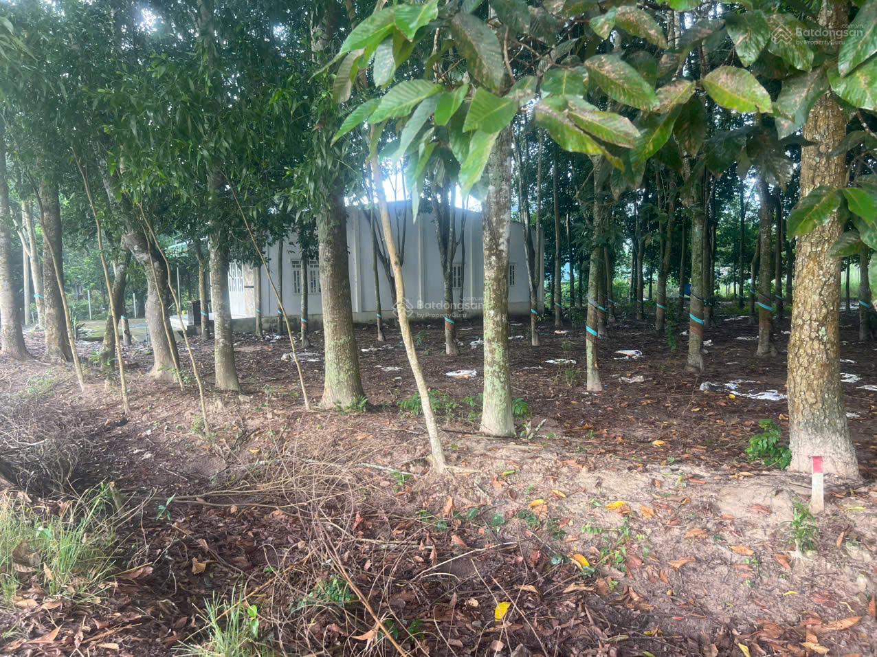 Cho thuê 4.240m2 đất thổ cư đường DT741C rộng 22m có nhà mặt tiền 80m 10