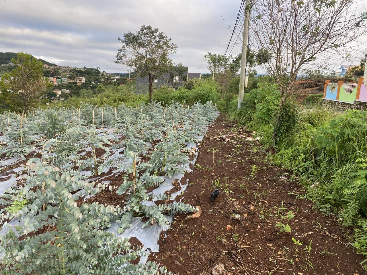 Cho thuê đất ở Đà Lạt Xuân Trường, miễn phí 1PN giá 2tr/lô/ sổ riêng 10