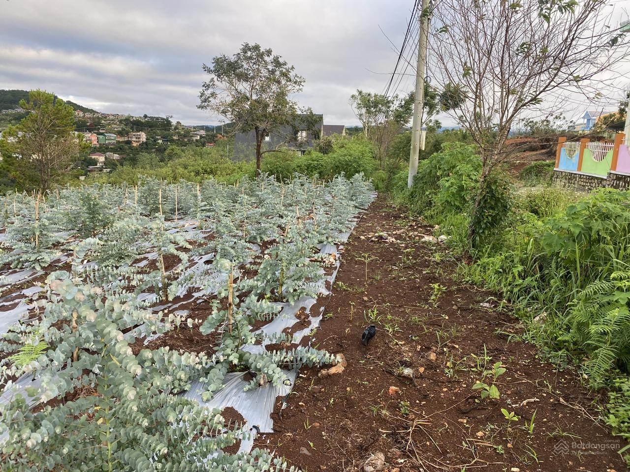 Cho thuê 10.600m2 đất vườn cafe Sim Tím MT QL20, HXH Đà Lạt 10