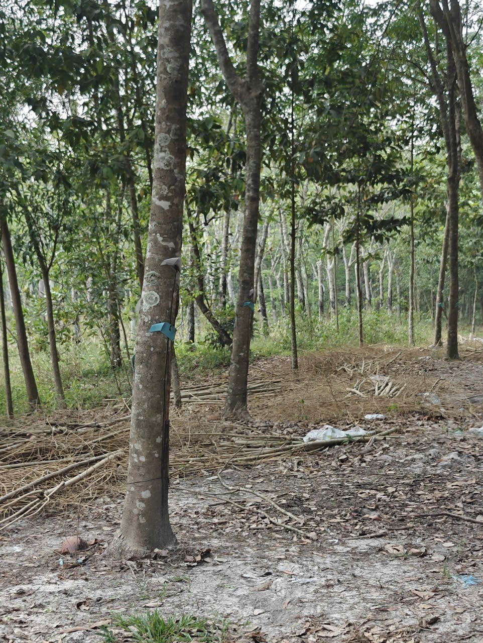 Cho thuê đất SKC chính chủ đã tách 5 sổ hồng giá 9,9 triệu/tháng 8