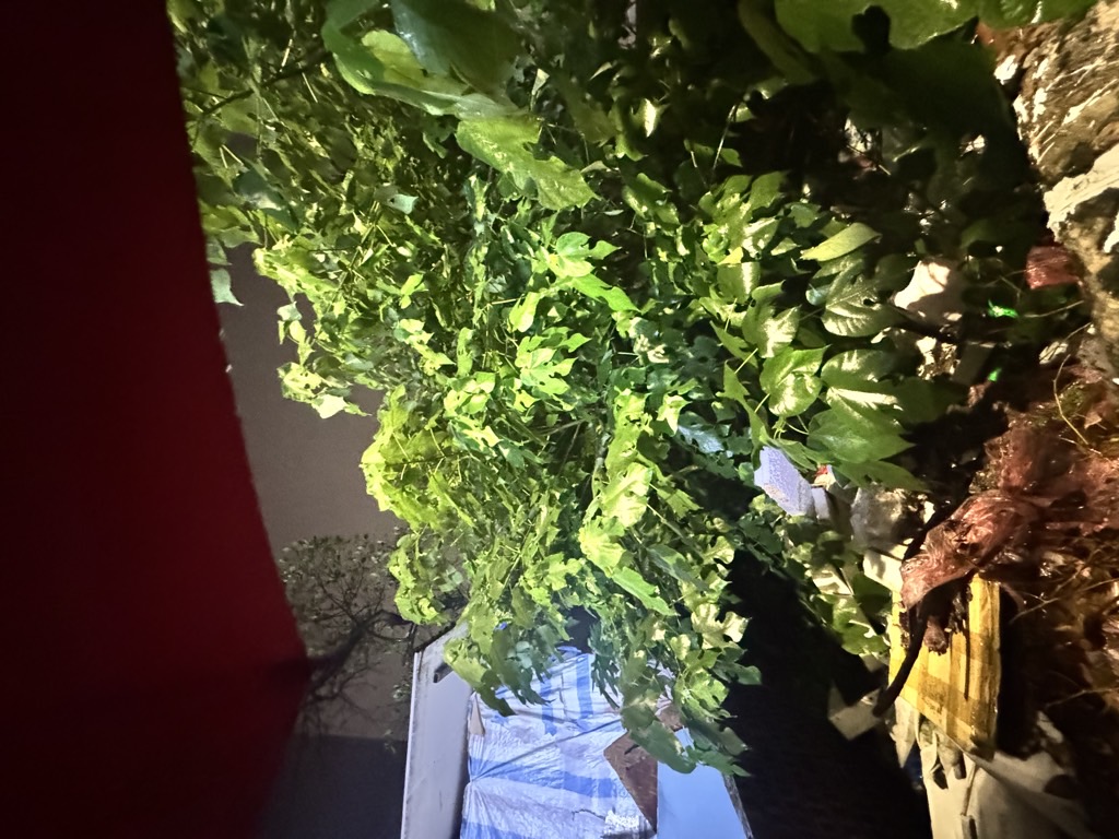 Bán đất ngõ 264 Ngọc Thuỵ 118m oto tránh kinh doanh thông hồng tiến chỉ 17 tỷ còn tl 3