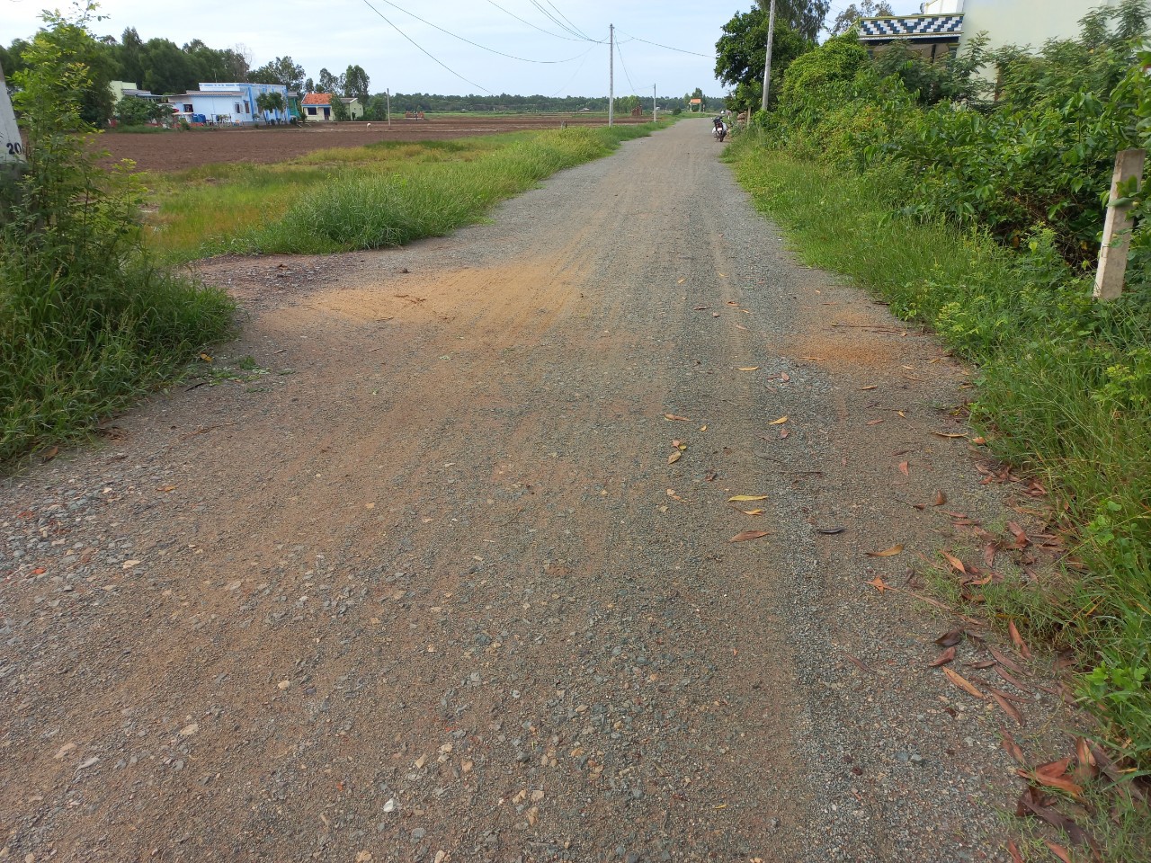 Đất lúa Đảo Long Hựu 1000m2 mt xe hơi giá rẻ 1 tỏi 2