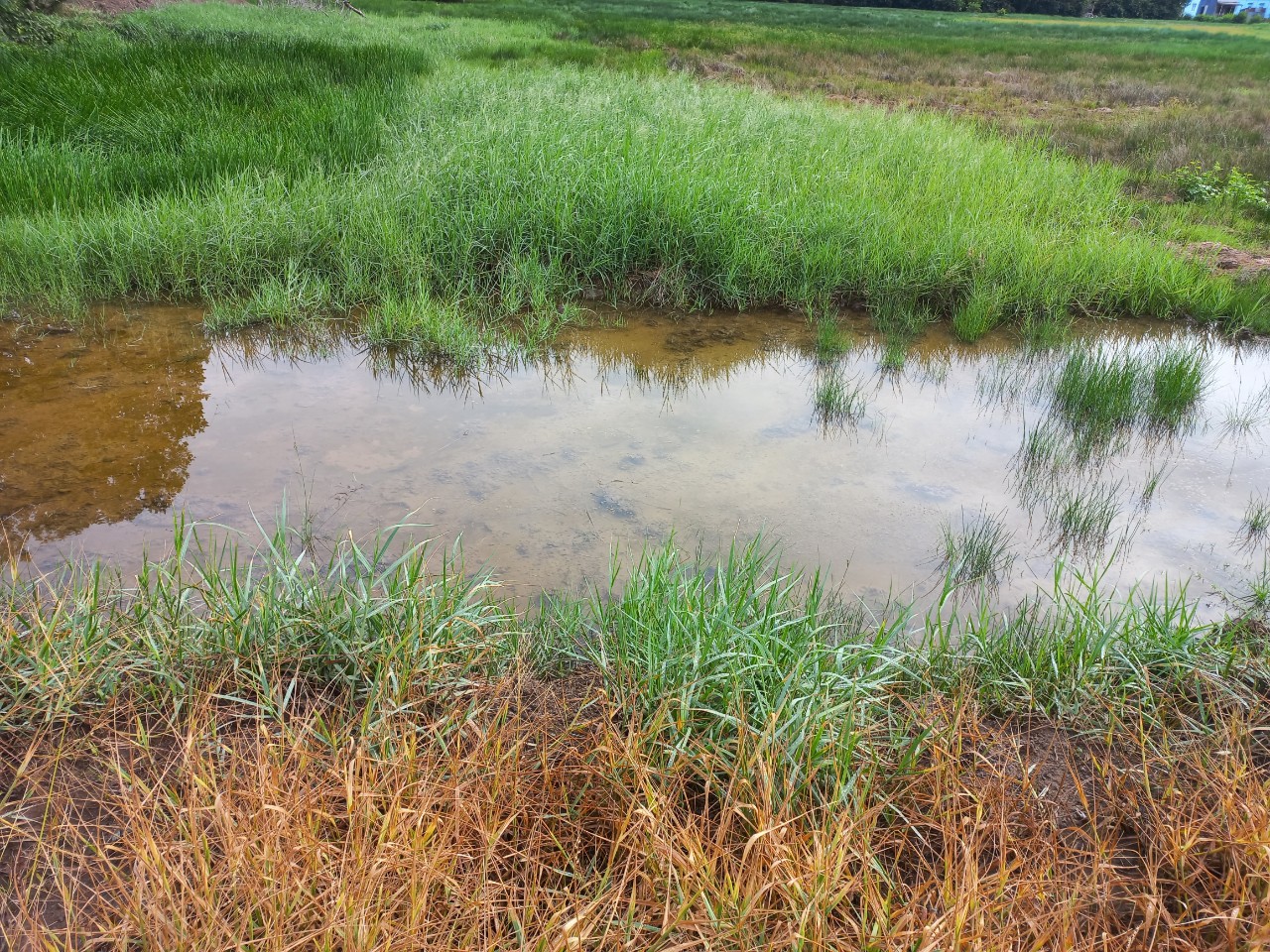 Đất lúa Đảo Long Hựu 1000m2 mt xe hơi giá rẻ 1 tỏi 2 4