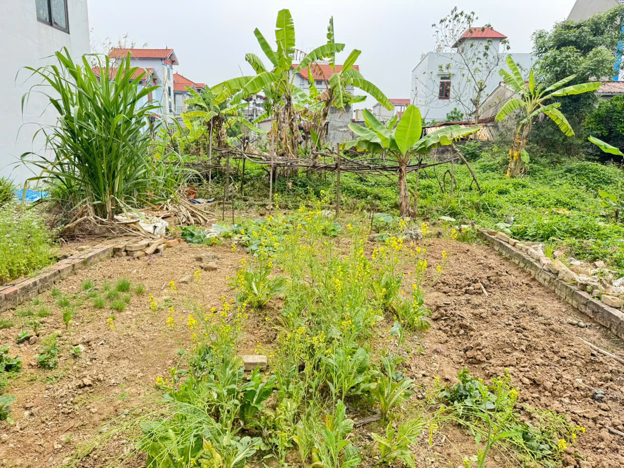 Cực hiếm, 64m đất tổ 9, Quang Minh - nằm sát ngay khu công nghiệp mà giá chỉ 1,8 tỷ 3