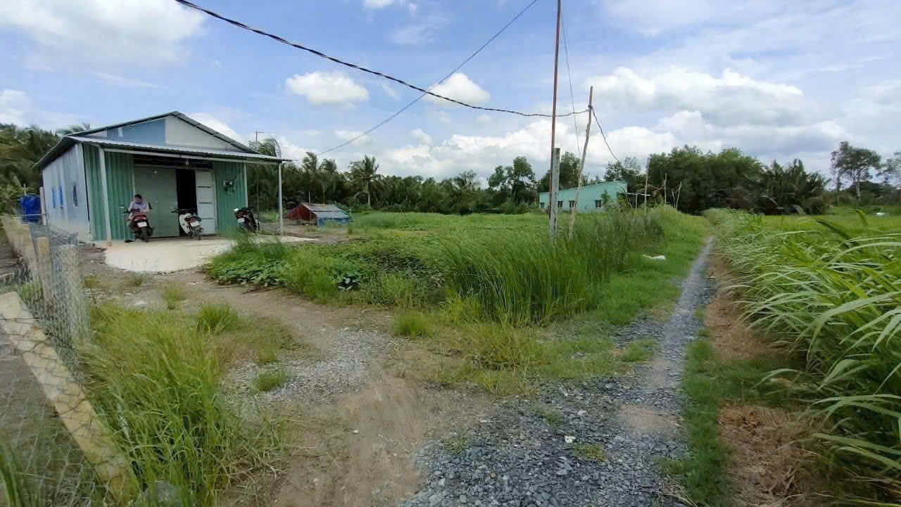 Bán 1000m2 đất lúa đường đá xanh xe hơi tới đất xã Nhựt Chánh , Bến Lức giá 1 tỷ