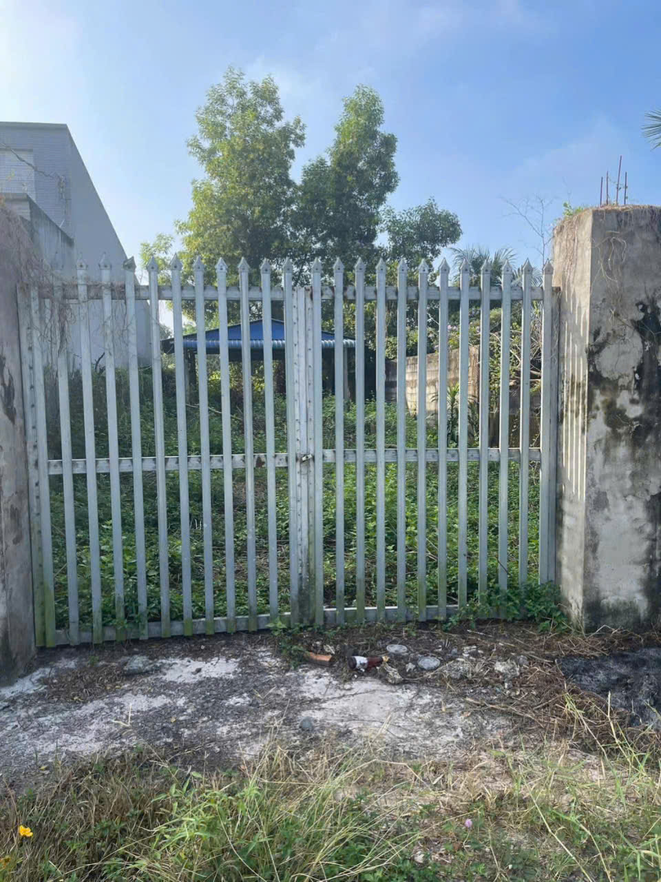 Bán đất  đường beton có cổng rào ở thị trấn Hậu Nghĩa dt 210m2 full thổ giá 2,2 tỷ