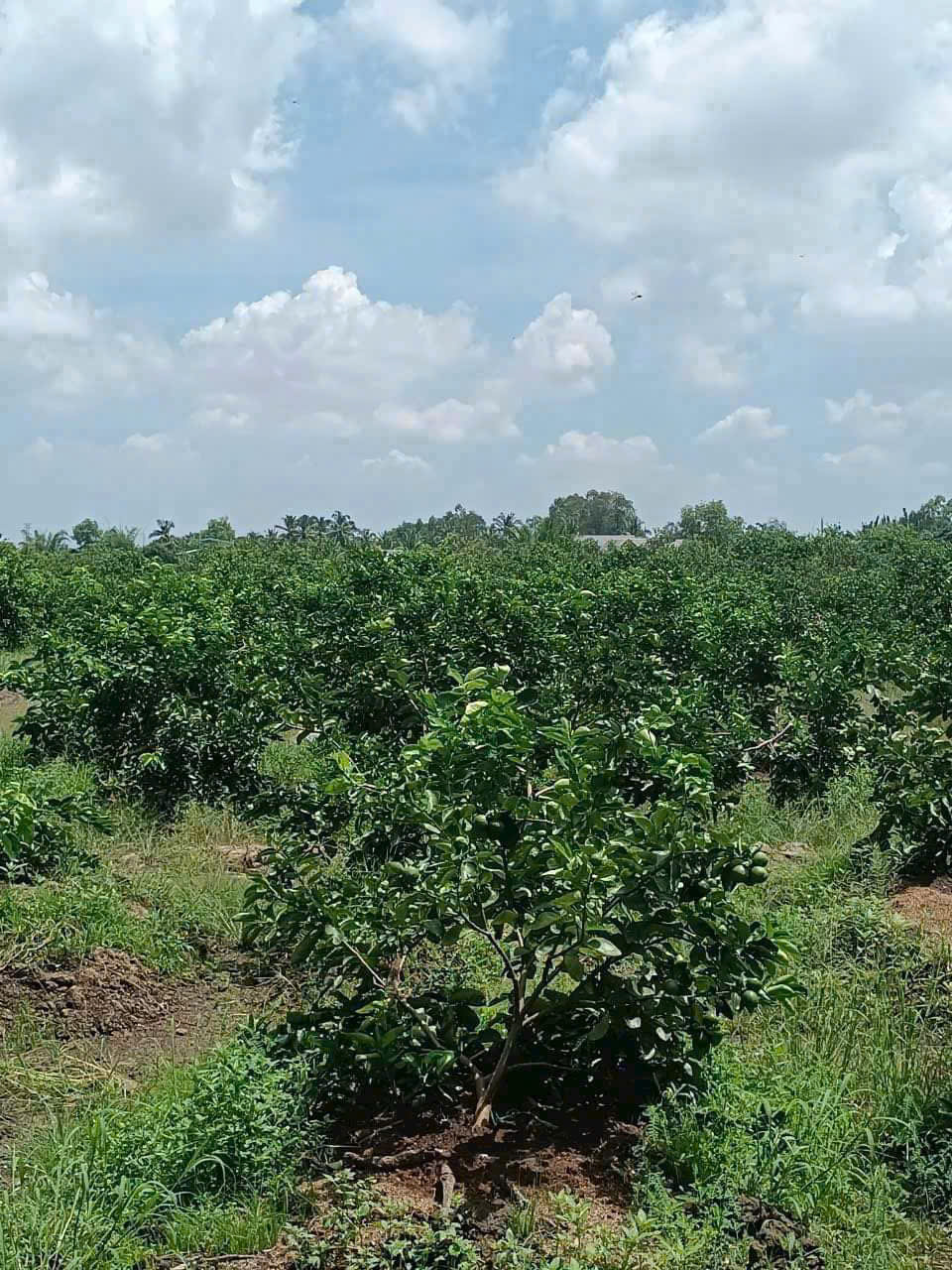 Bán đất vườn đường đá xanh xe oto tới đất xã Thạnh Hòa, Bến Lức dt 1000m2 giá chốt 1,25 tỷ 4