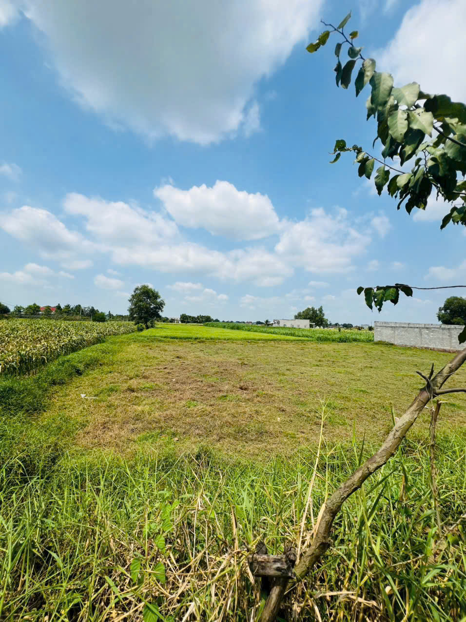 Bán đất mặt tiền Láng Cẩm, Đức Lập Hạ dt 300m2 full thổ giá 3,5 tỷ 3