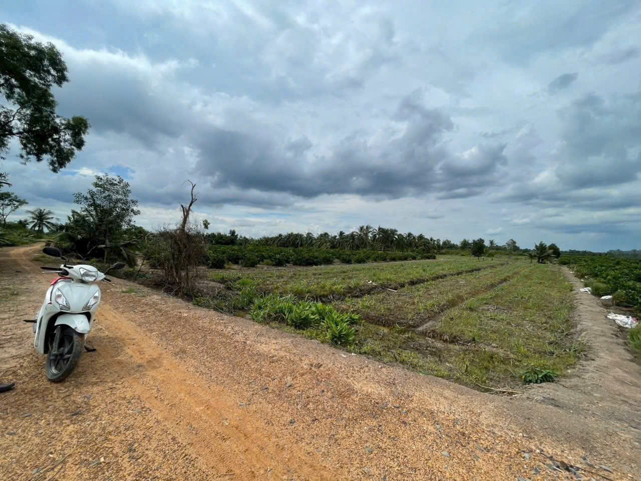 Bán đất vườn ấp 10 , Lương Hòa, Bến Lức mặt tiền sông Vàm Cỏ Đông dt 4554m2 giá 5,3 tỷ 2