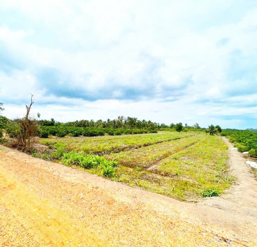 Bán đất vườn ấp 10 , Lương Hòa, Bến Lức mặt tiền sông Vàm Cỏ Đông dt 4554m2 giá 5,3 tỷ 5