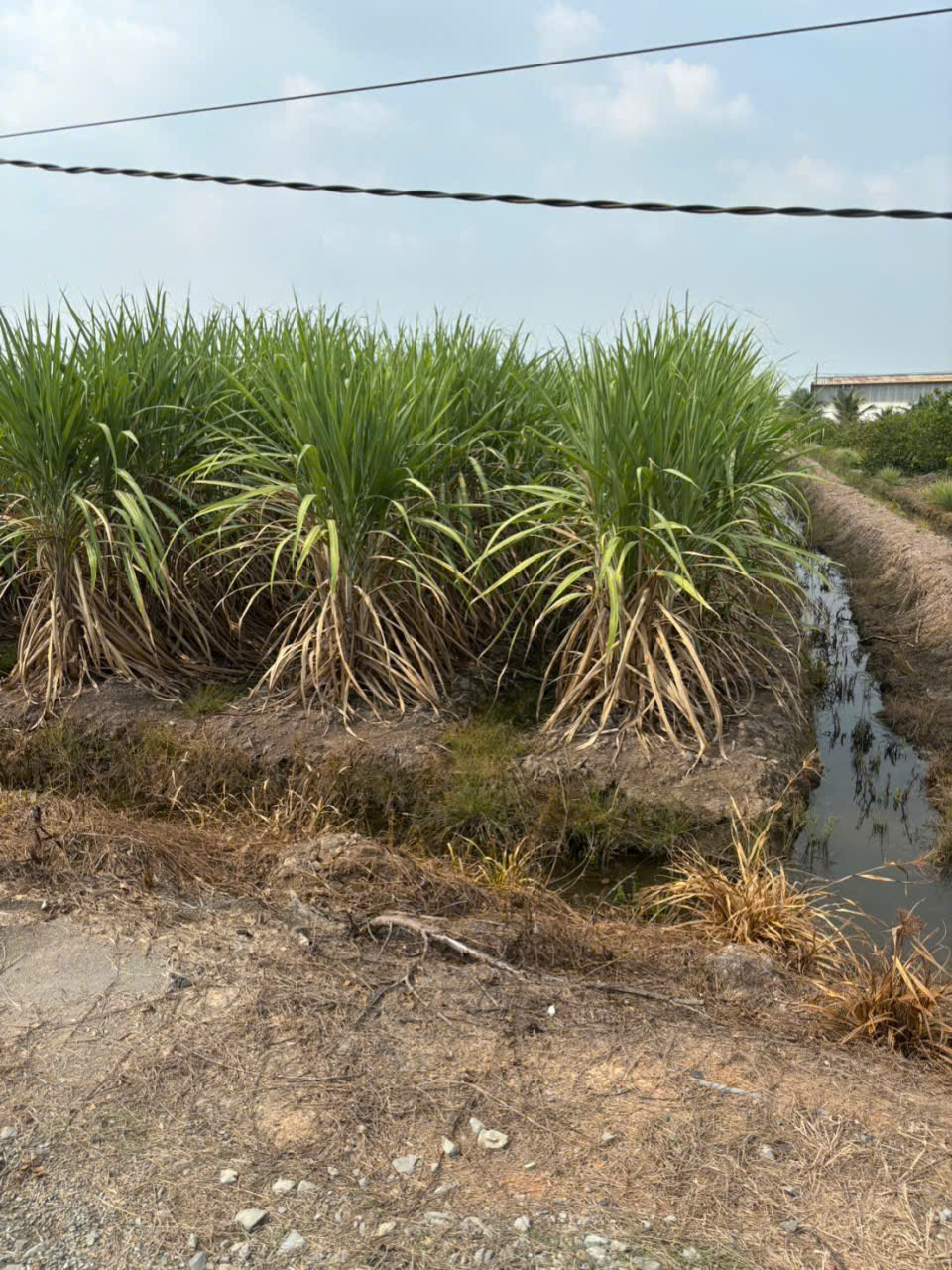 Bán đất vườn vuông vức đường xe oto đá xanh xã Lương Hòa dt 4800m2 giá 8,3 tỷ 2