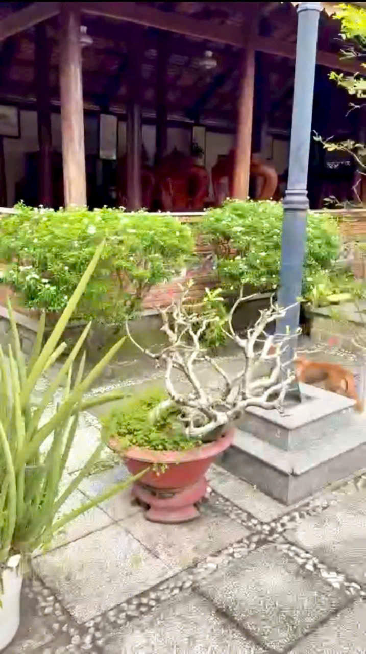 Bán nhà vườn xã Trung Lập Thượng có nhà gỗ mái ngói, hồ cá , thủy tạ.........tdt 3000m2 giá 9,5 tỷ 7