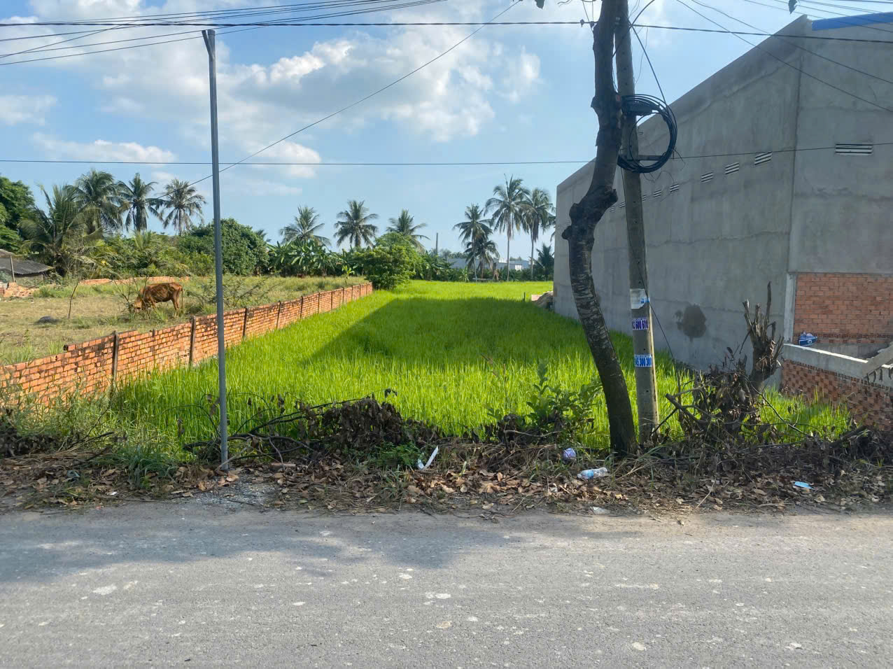 Bán đất mặt tiền đường nhựa ấp 10, Lương Hòa dt 1008m2 (250m2 thổ ) giá 6 tỷ 4