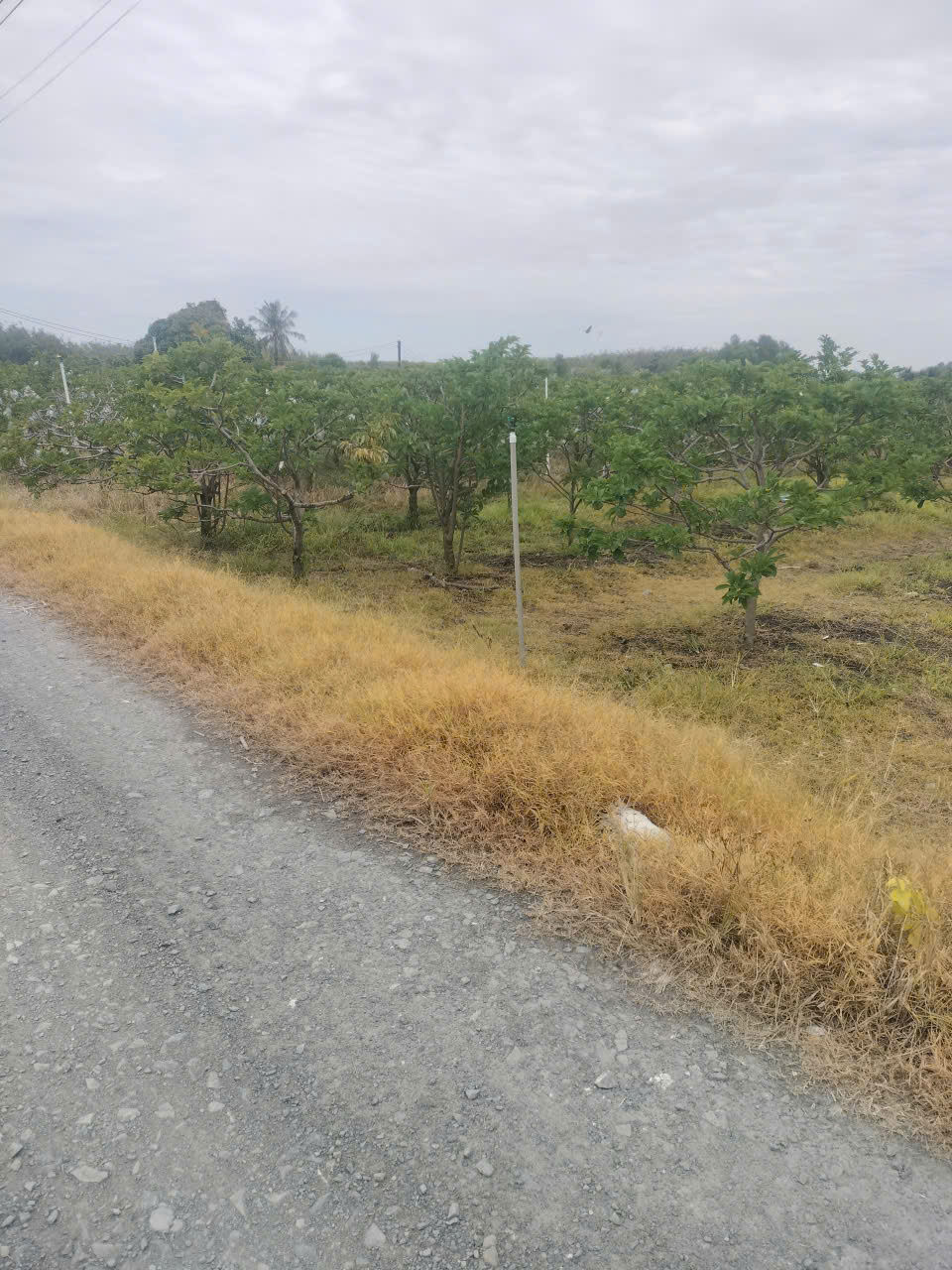 Cần bán đất trong TP Tây Ninh giá 9.6 tỷ 3