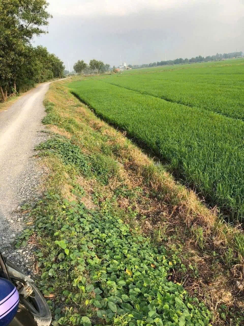 QUỸ ĐẤT LỚN 9.116M² – SÁT VINHOMES 924HA – TÂN THỚI NHÌ, HÓC MÔN 2