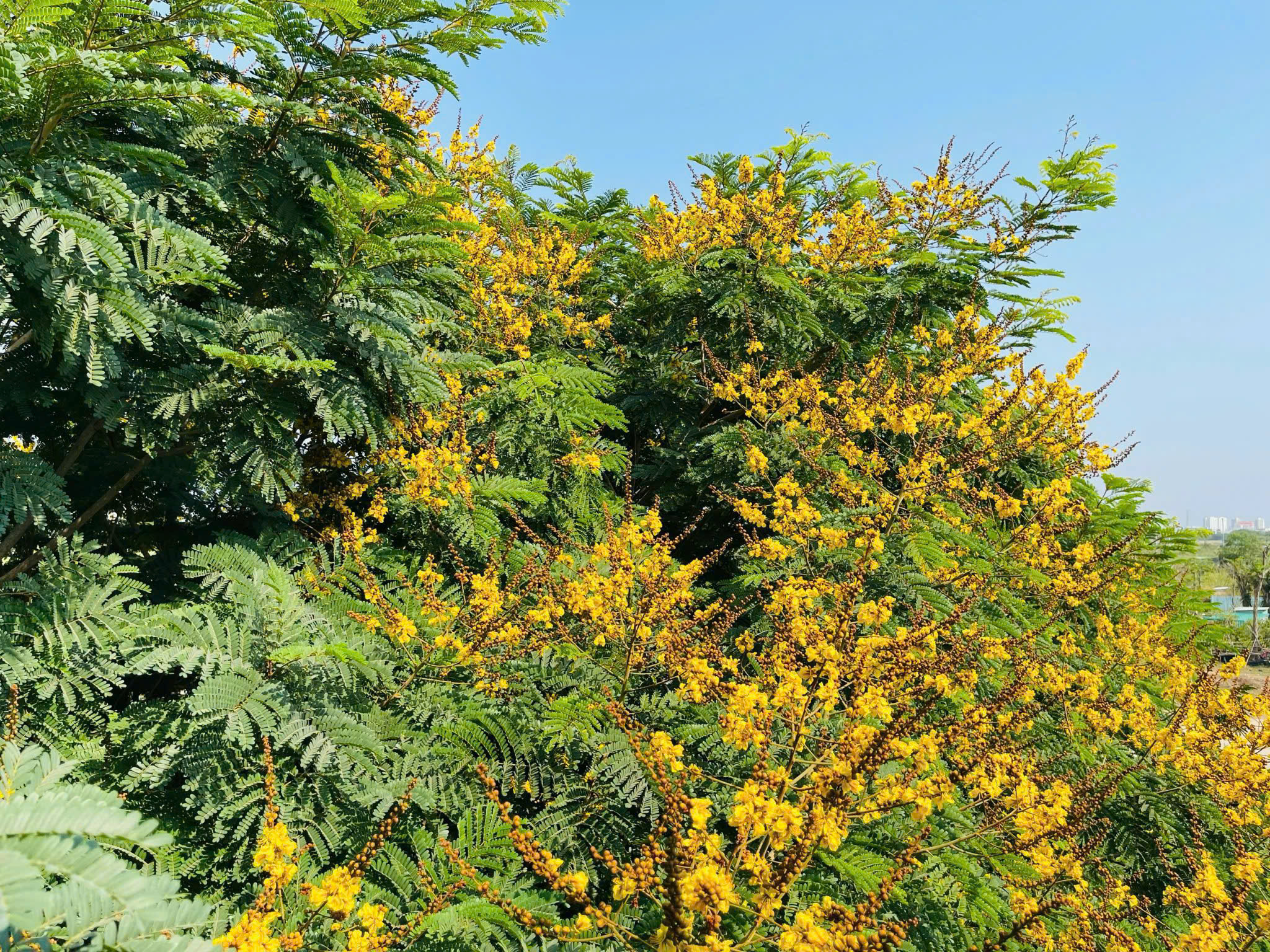 Cho thuê Nhà mặt tiền Phường An Phú, Quận 2, Diện tích 96m², Giá 30 Triệu/tháng 12